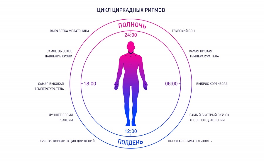 Биологические часы фото