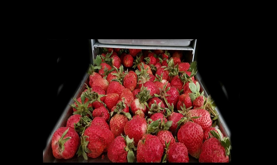 лиофилизированные продукты