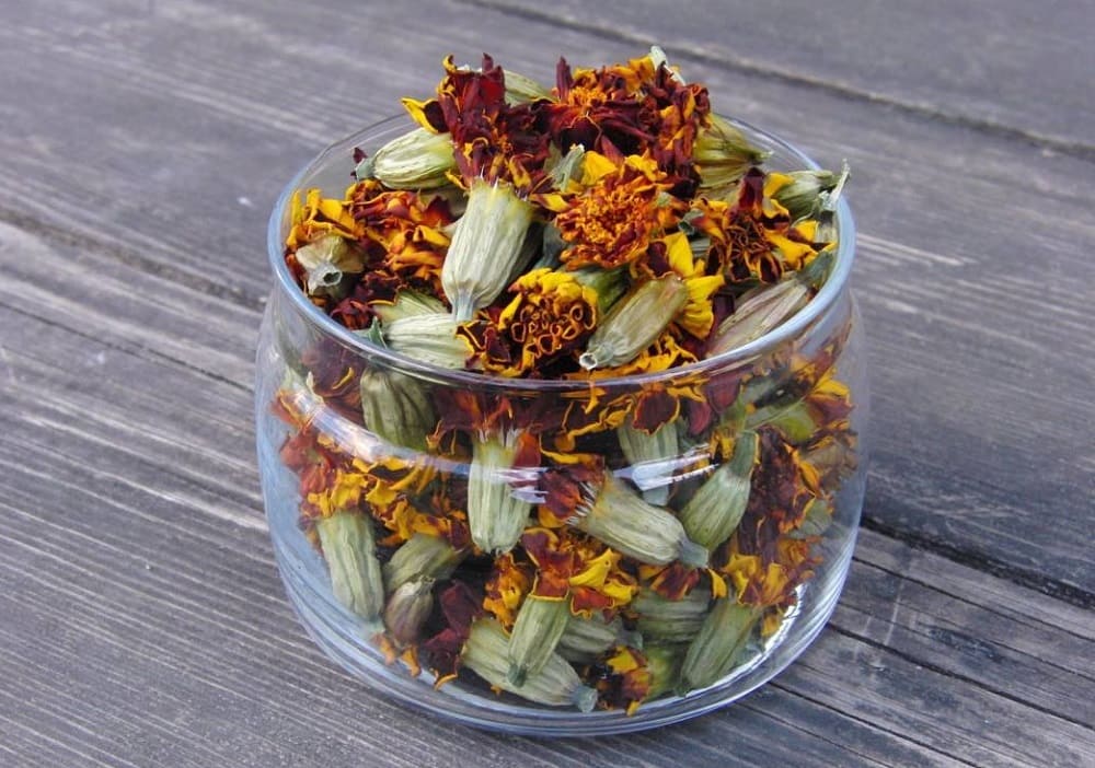 польза чернобривцев для здоровья