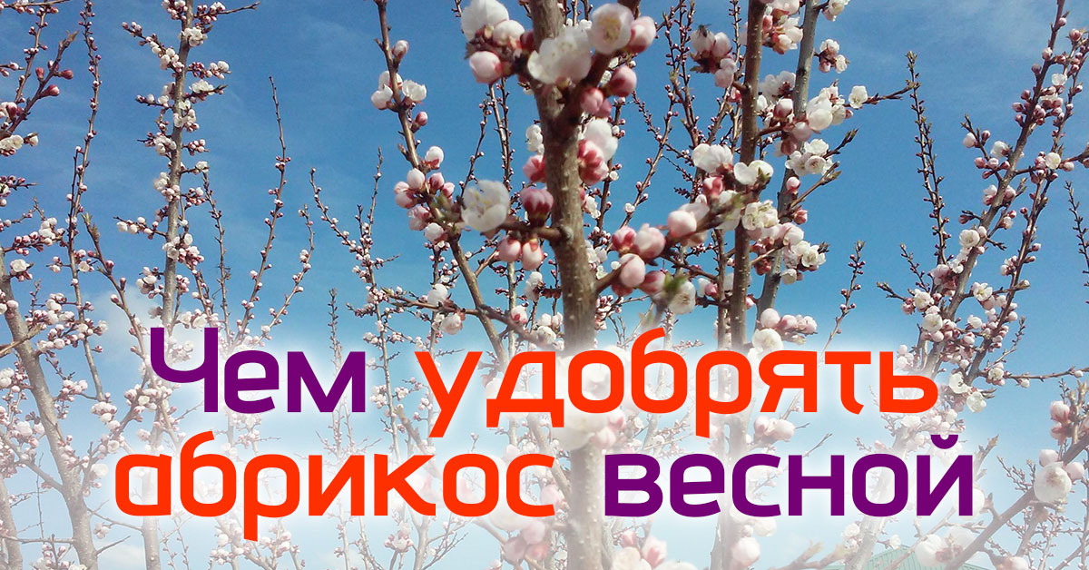 абрикос весной