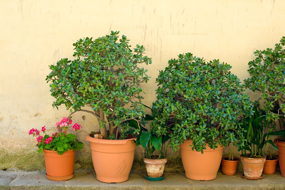 как стимулировать цветение тостянки