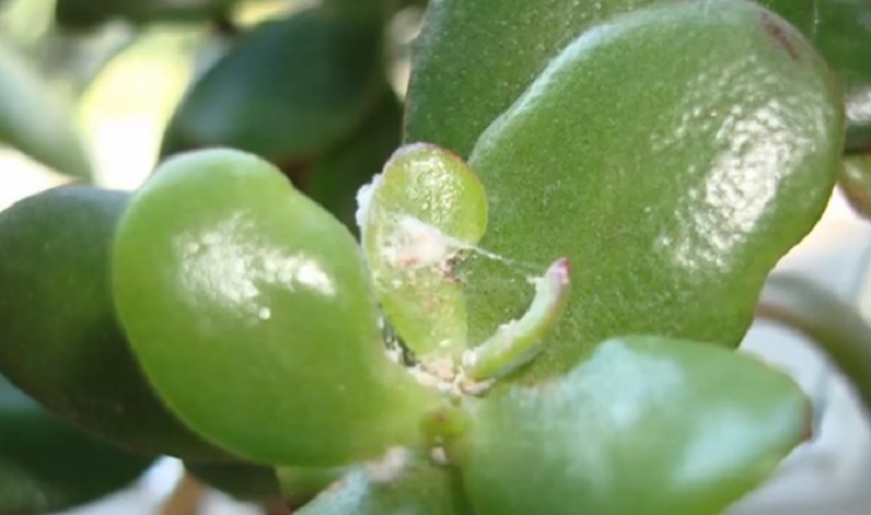 толстянка уход