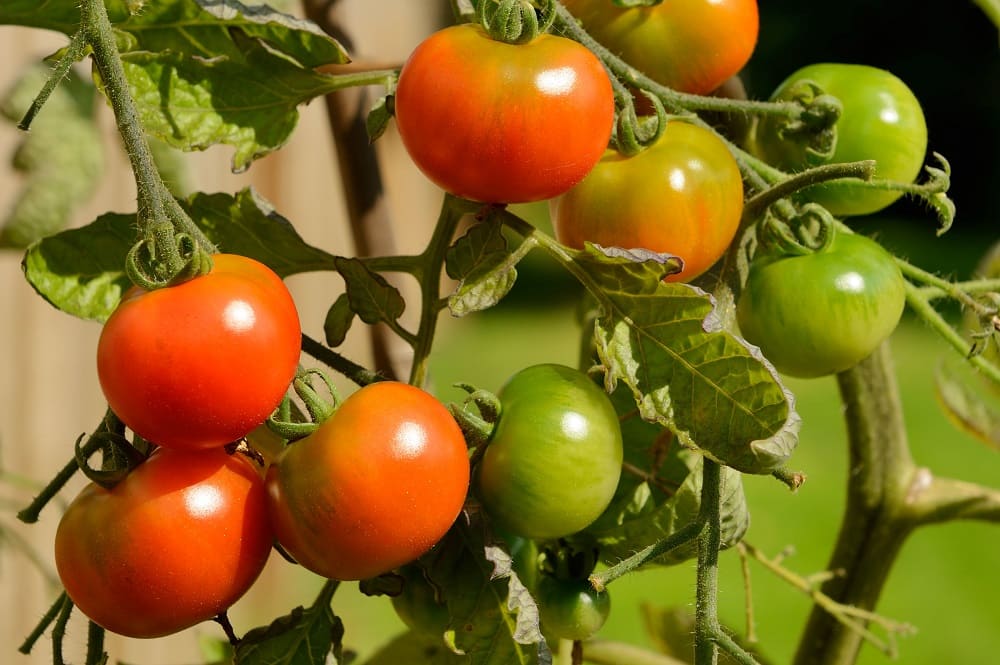что делать чтобы помидоры покраснели