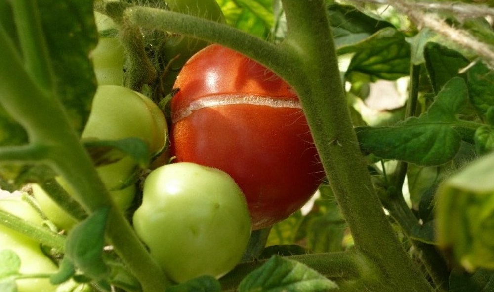 ускорить созревание томатов