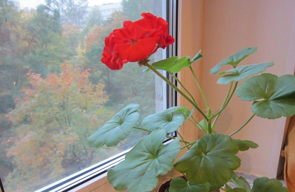 комнатное растение осенью