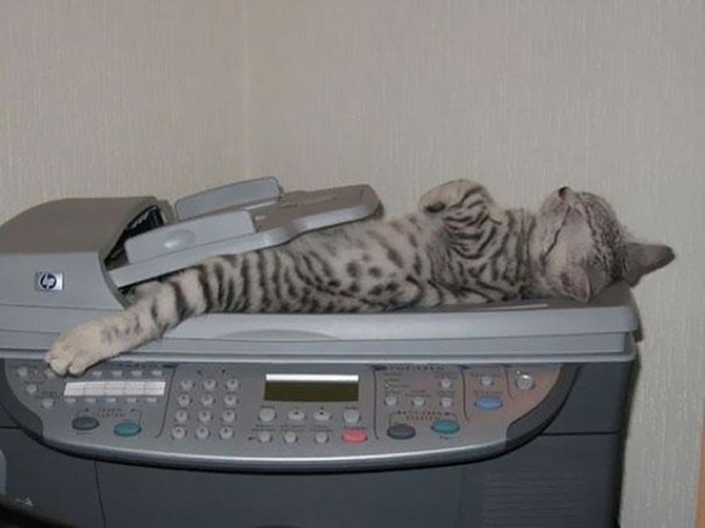 кот спрятался в принтере