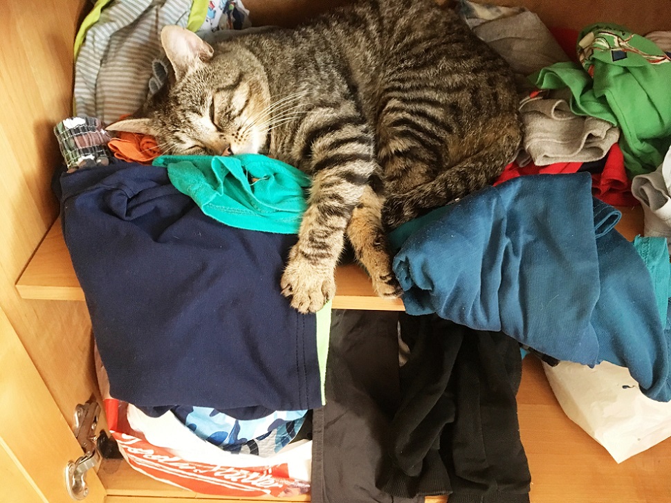 кот спрятался в шкафу с вещами