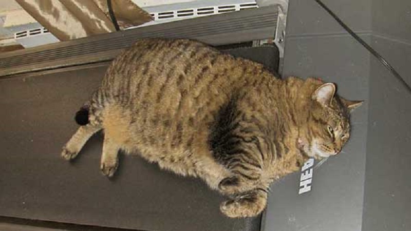 толстый кот на беговой дорожке