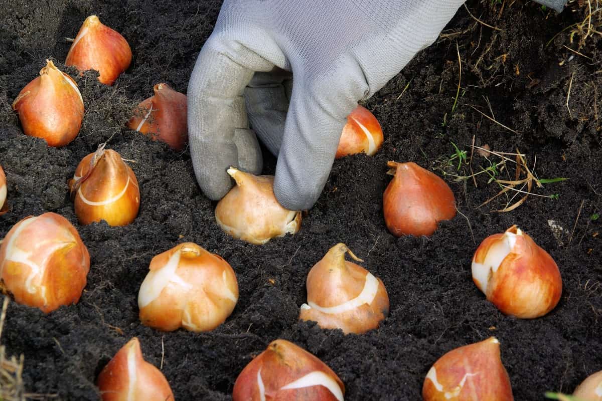  высадка луковиц тюльпанов 