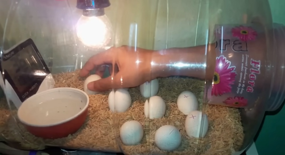 зачем переворачивать яйца в инкубаторе