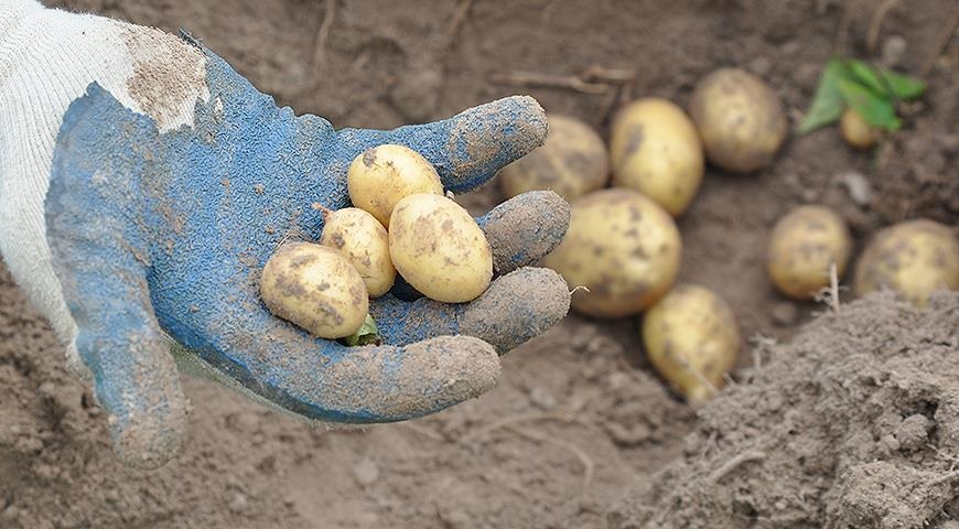  картофель растет мелким