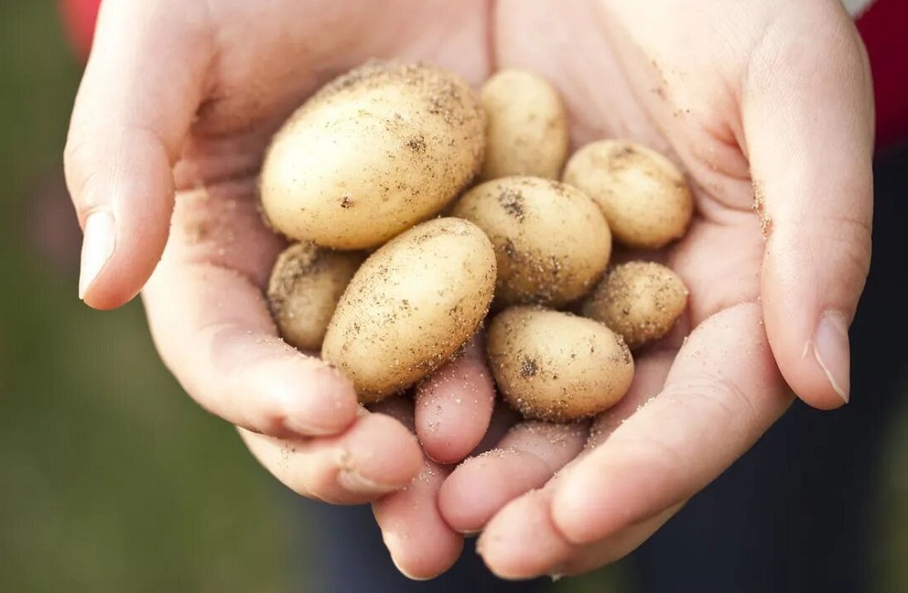 из-за какого удобрения картофель растет мелким