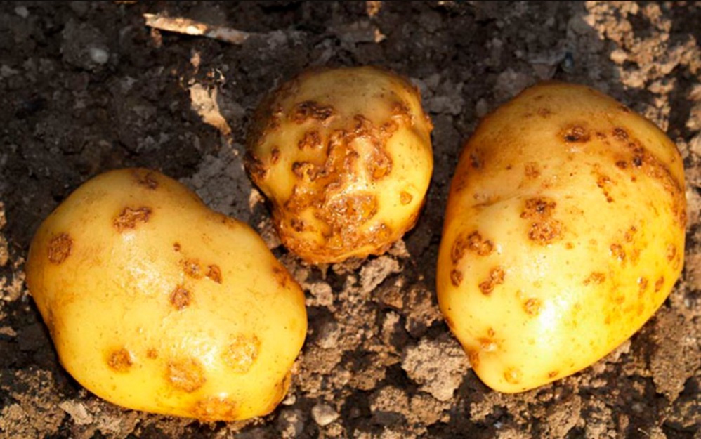 почему плохо растет картошка