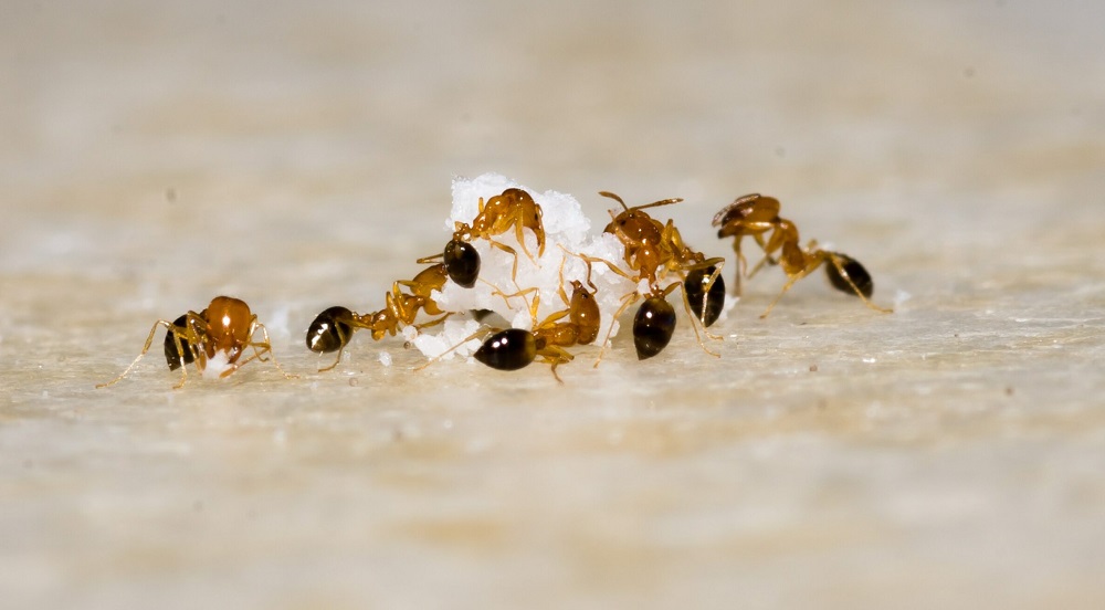 домашние средства от тли