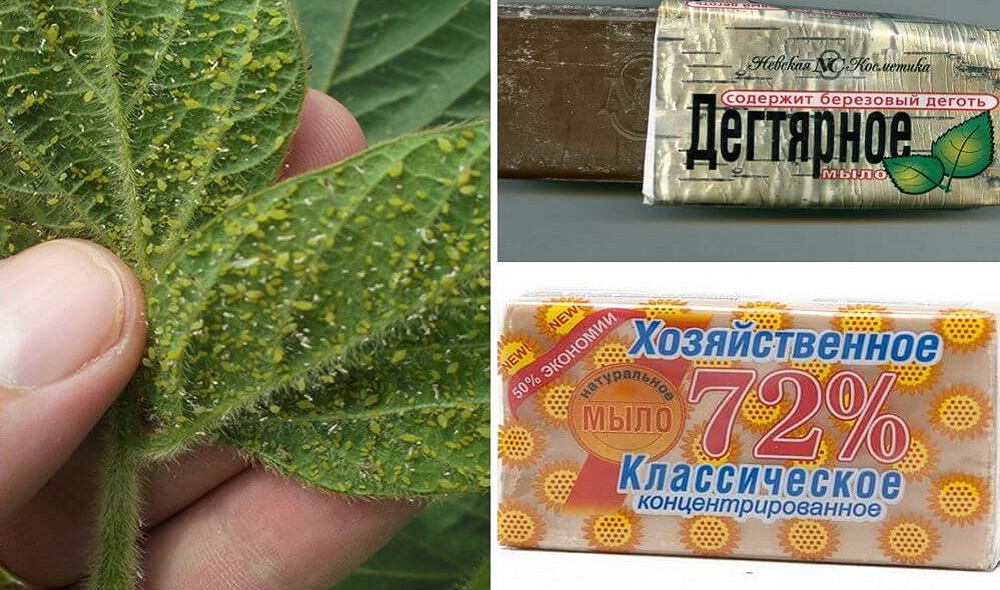 мыльный раствор для растений