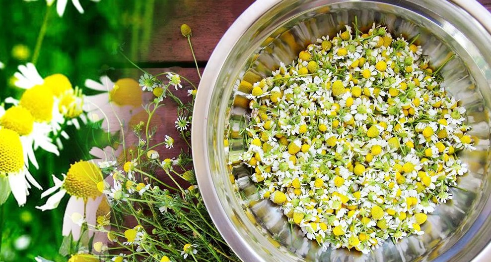 ромашковый настой