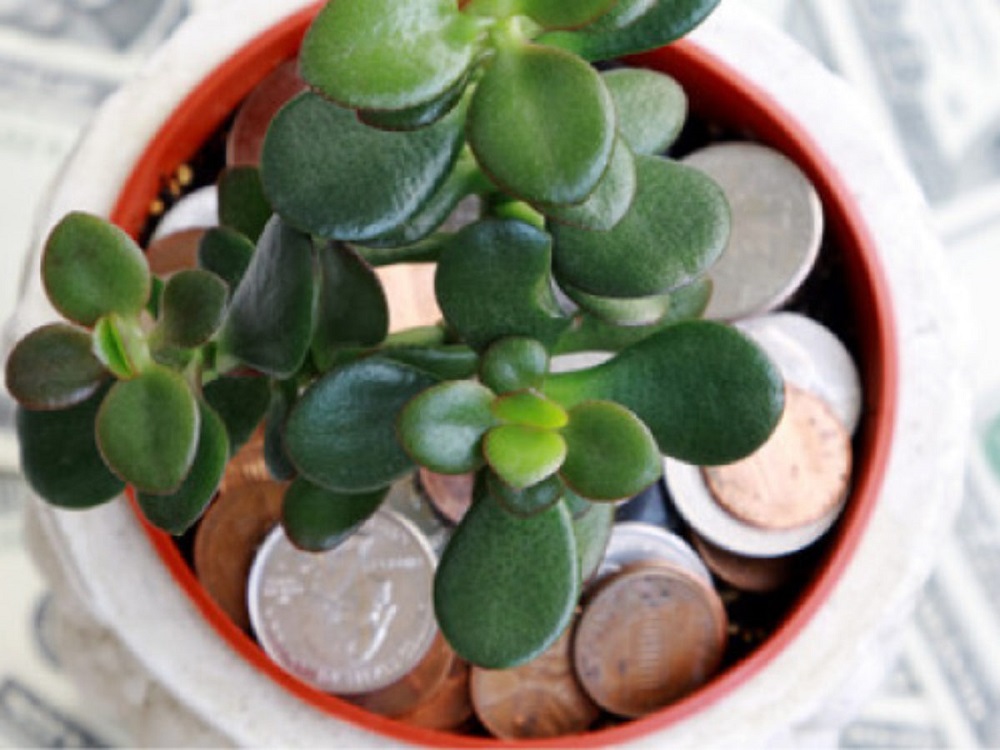 монеты на дно горшка с толстянкой