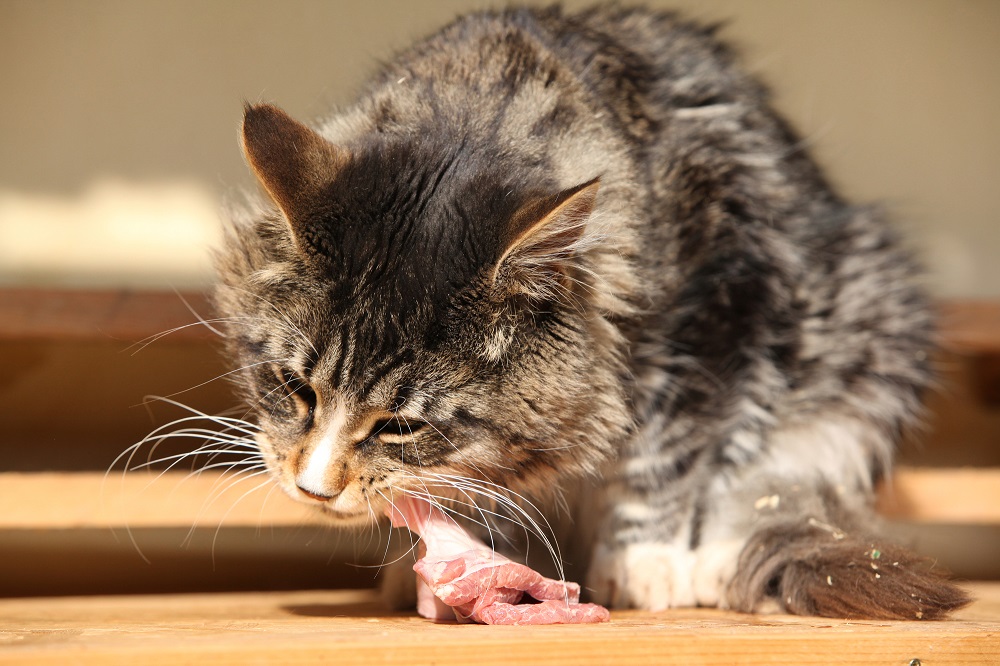 человеческая еда для кота