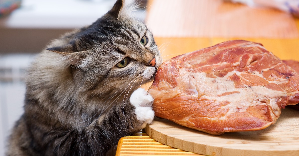 как правильно кормить кота