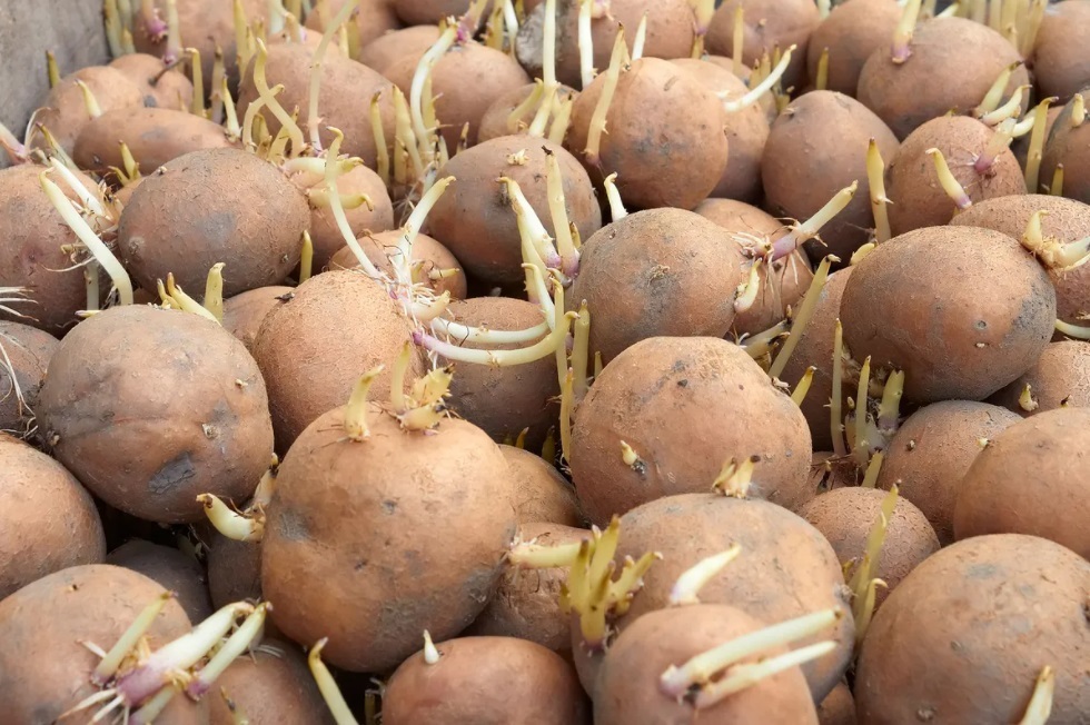 проращивание картошки перед посадкой
