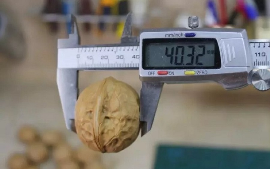 орех измеряют штангенциркулем