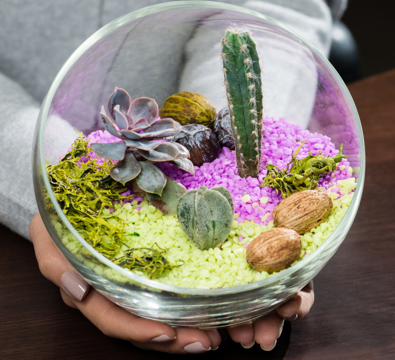 как сделать флорариум