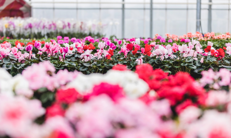 как сделать флорариум в банке