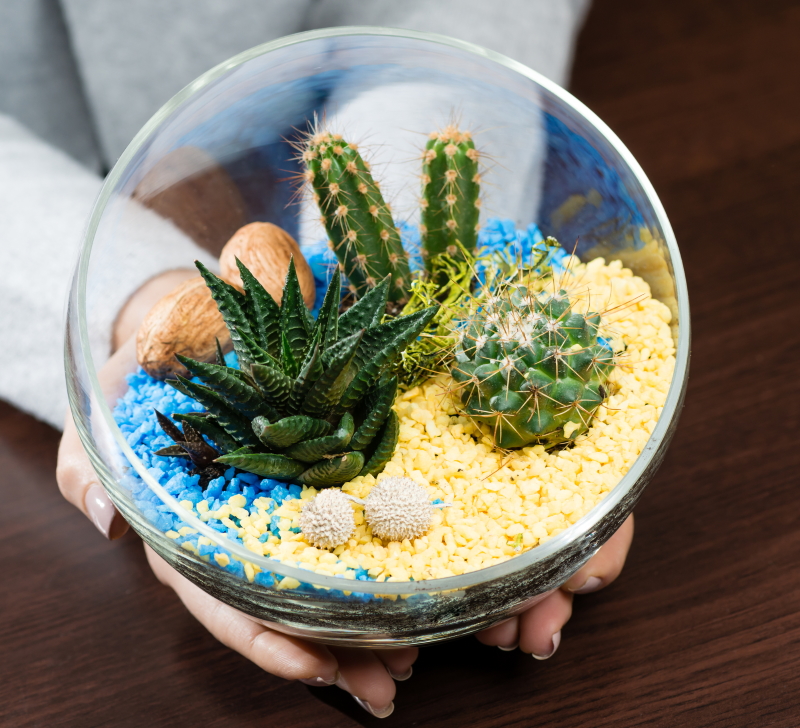 как сделать флорариум из кактусов