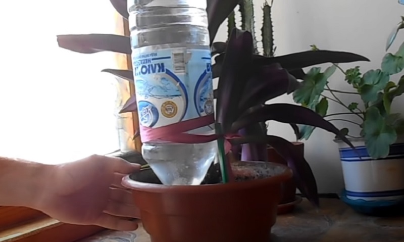 капельный полив комнатных цветов