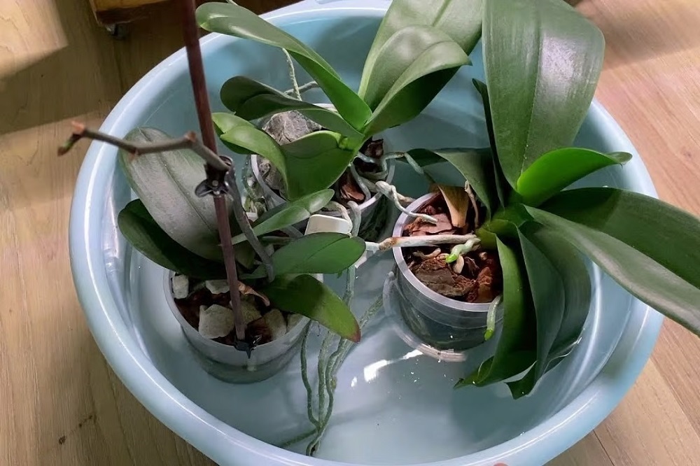 как спасти орхидею чесноком