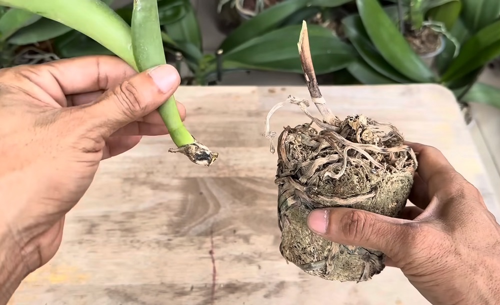 как спасти орхидею с помощью чеснока