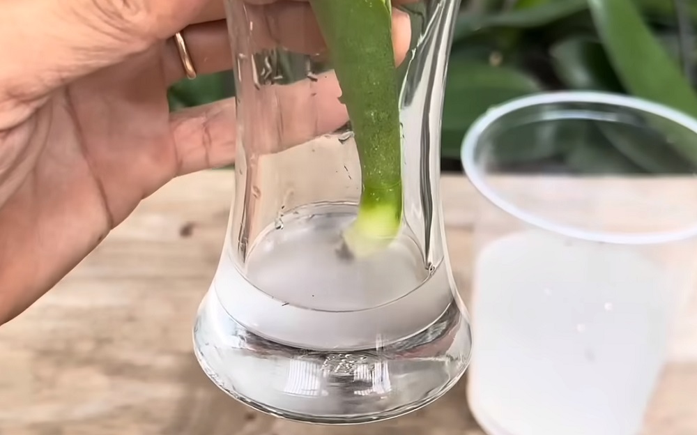 чесночная вода для орхидеи