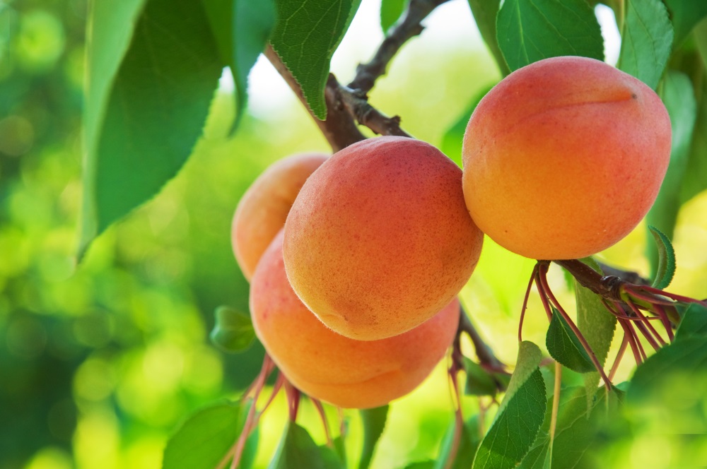 как вырастить абрикос