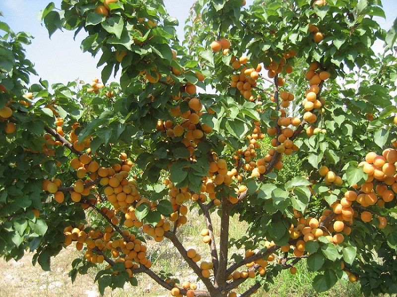 абрикос после сбора урожая