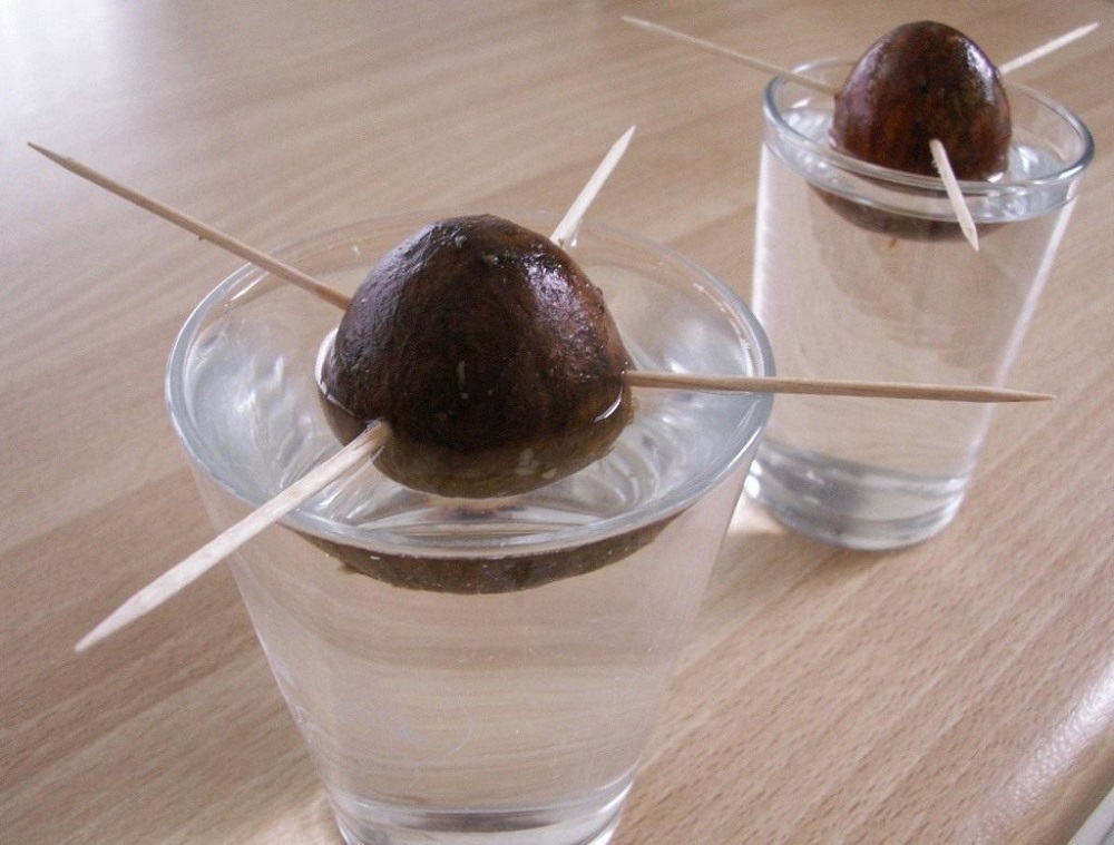 graine d'avocat dans l'eau