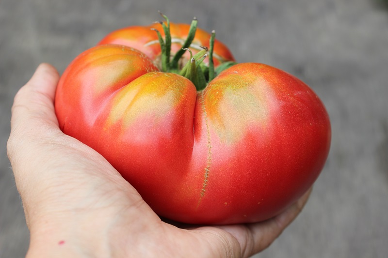 как вырастить крупные помидоры в домашних условиях