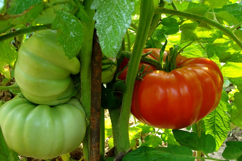 как вырастить помидоры в домашних условиях