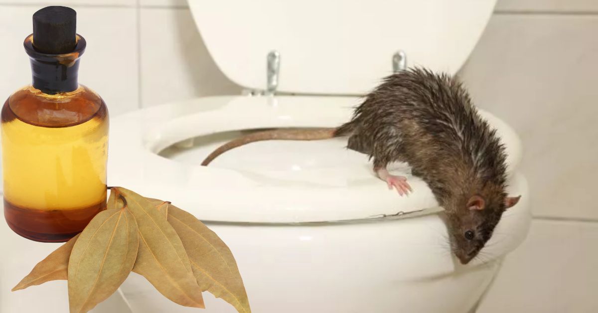 как вывести мышей