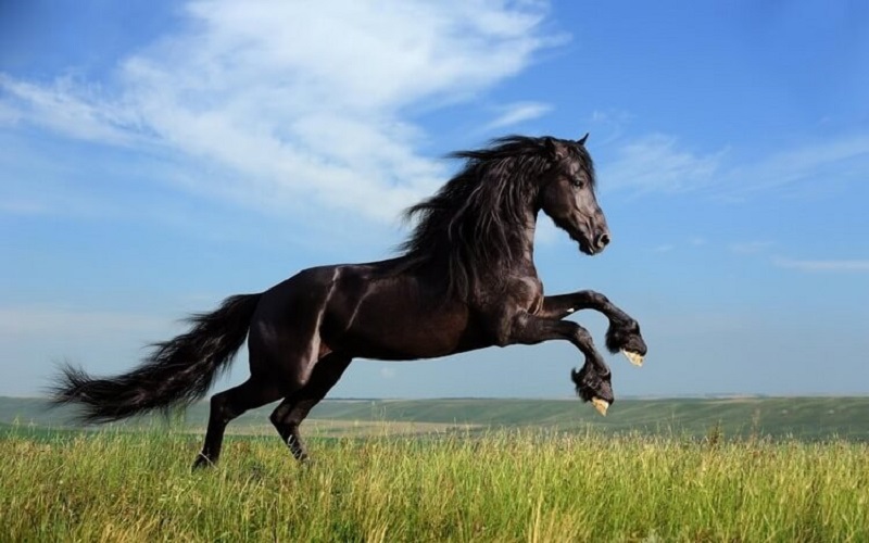тест животное на картинке лошадь