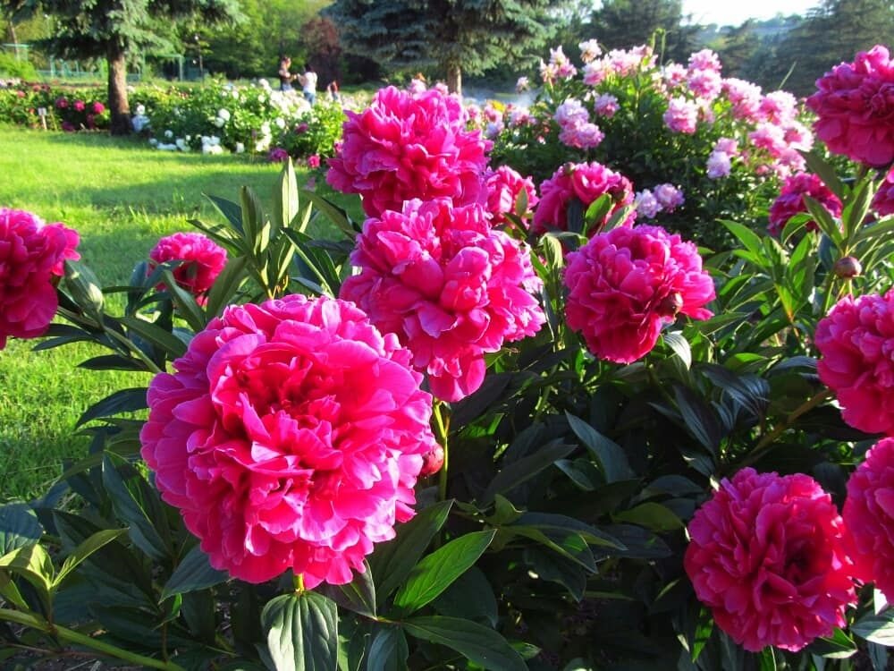пионы не подходят для кладбища