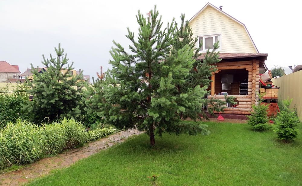 сосна возле дома