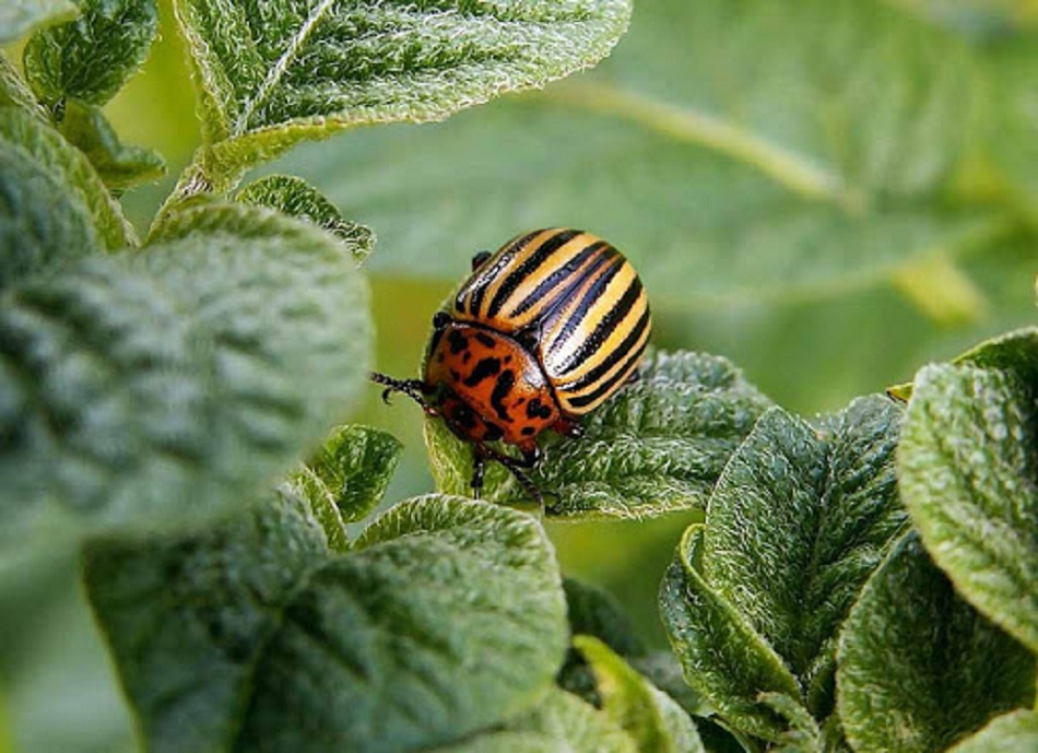 борьба с колорадскими жуками