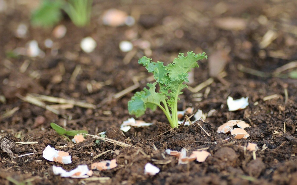 удобрение грунта