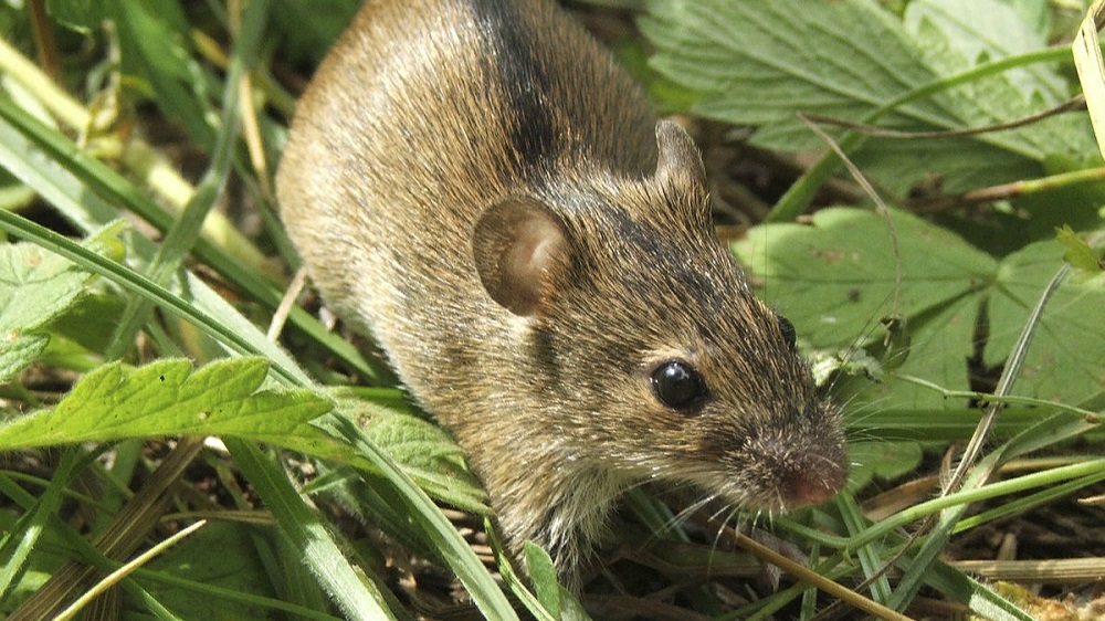 борьба с грызунами