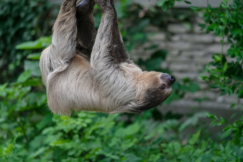 ленивец висит на ветке