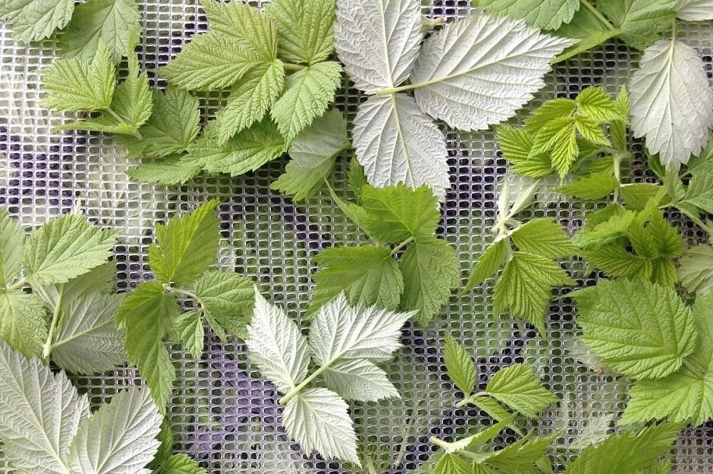 средство из малиновых листьев