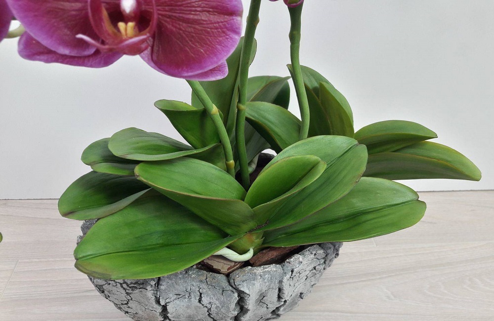 листья орхидеи