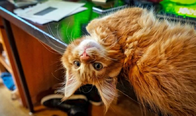 Недостатки породы кошек мейн-кун - Мир хитростей