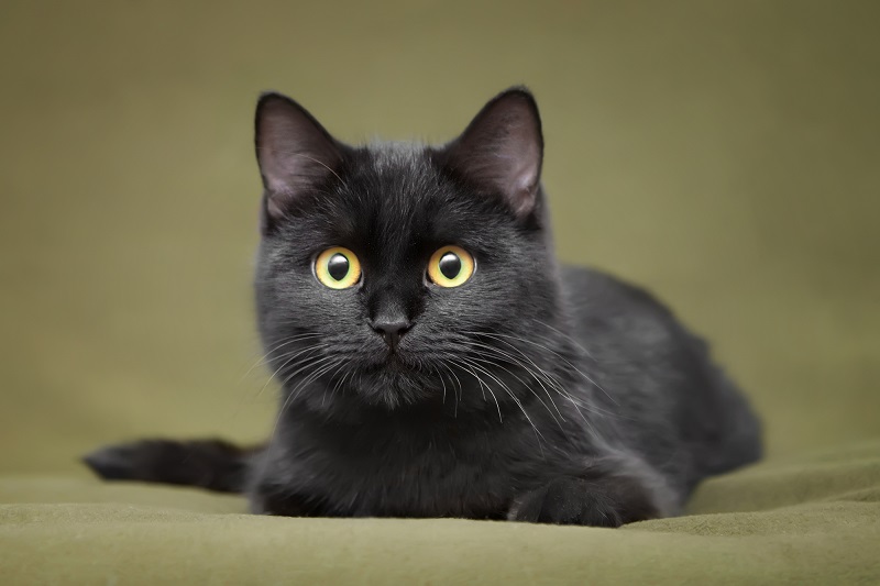 описание характера черной кошки