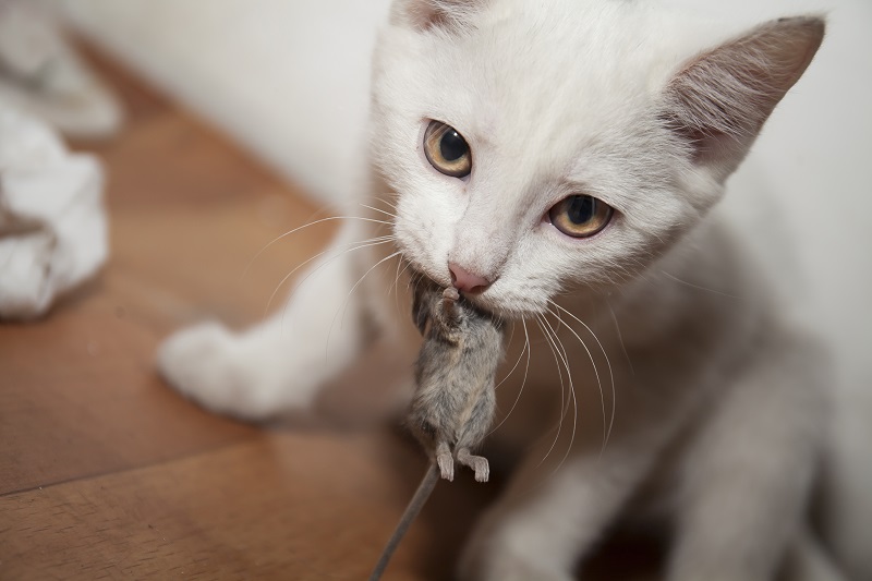 почему домашние кошки приносят добычу